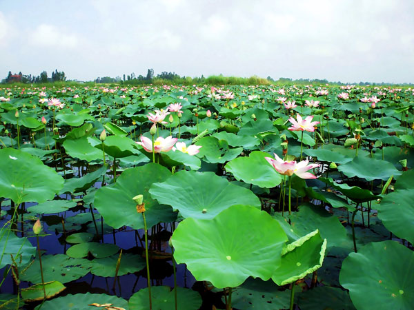 Khám phá vẻ đẹp Đồng Tháp - Miệt vườn trù phú, con người thân thiện