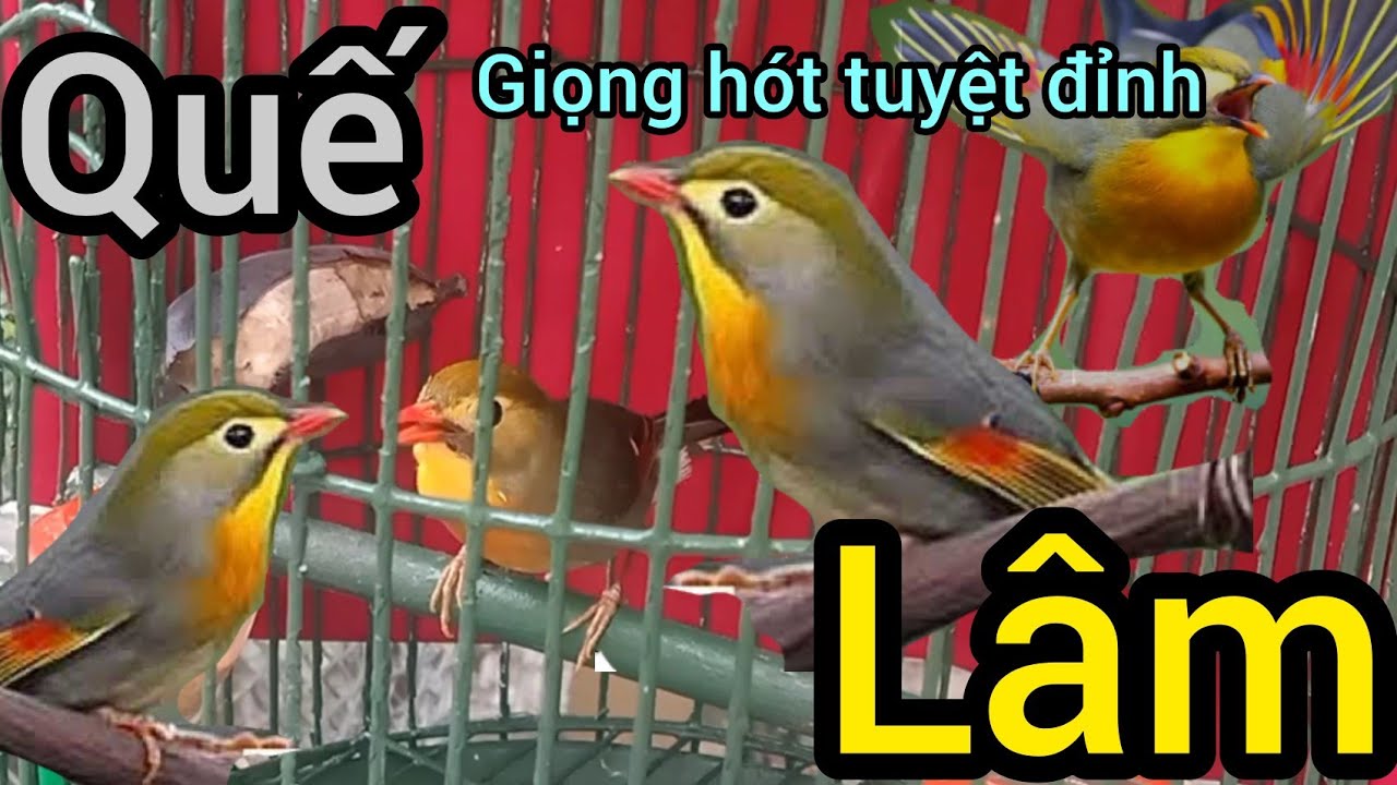 Quế Lâm Trống Hót