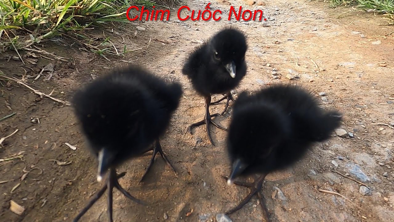 Quốc Con Là Gì?