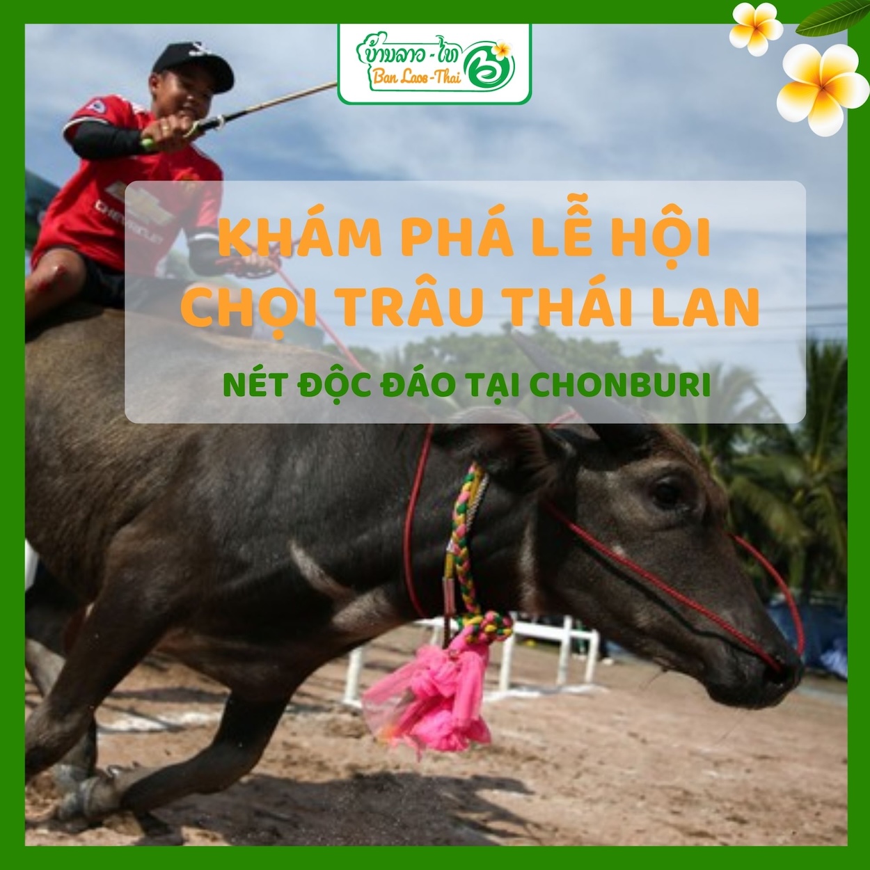 Chọi Trâu Thái Lan: Trận Đấu Quyết Liệt và Văn Hóa Độc Đáo Gallery 2