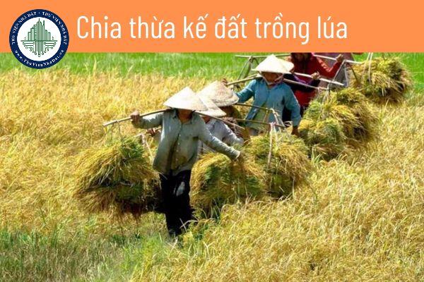 Nhà bác Nam được thôn chia một thửa ruộng Gallery 1