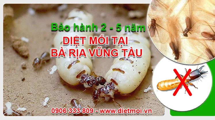 Diệt Mối Vũng Tàu - Giải Pháp Tận Gốc, Hiệu Quả Gallery 2
