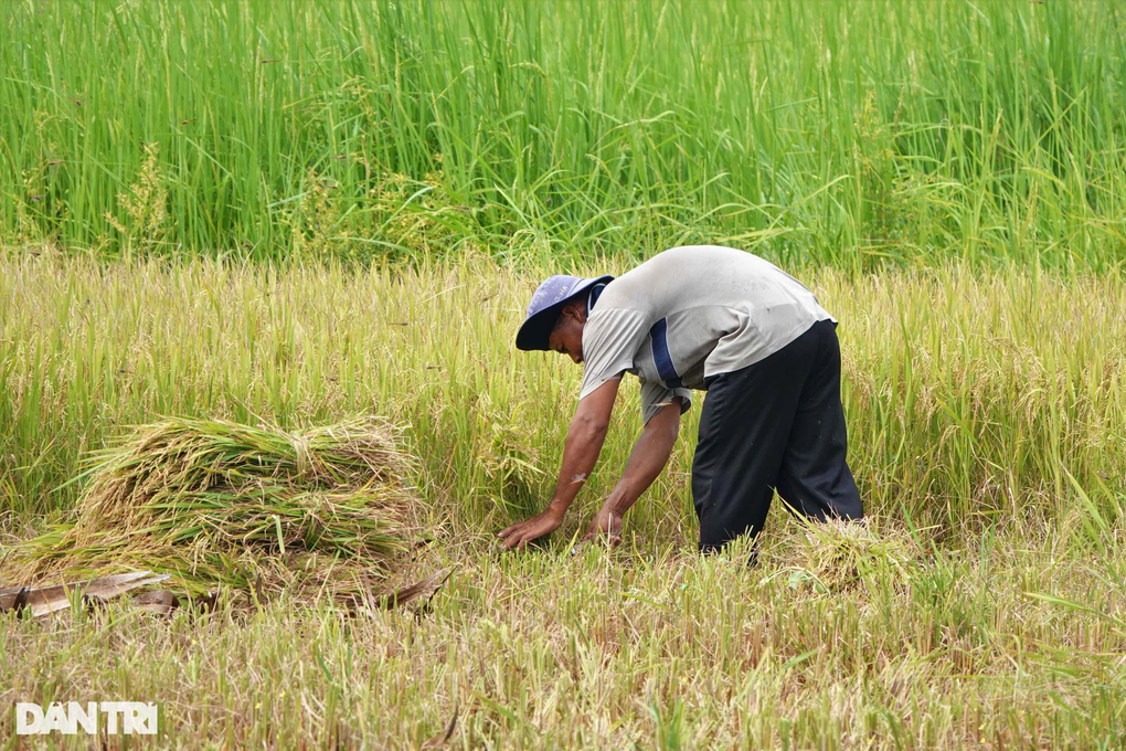 Gặt lúa bằng tay Gallery 1