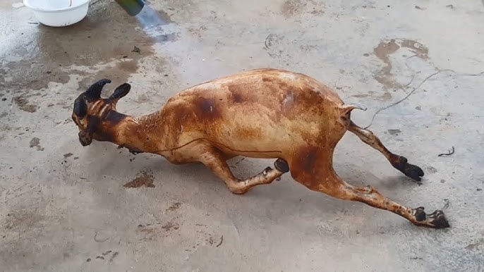 Cách Mổ Dê Không Bị Hôi Gallery 2