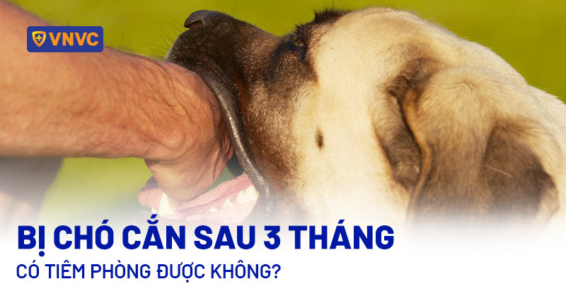Khi bị chó cắn sau bao lâu thì tiêm phòng? Gallery 2