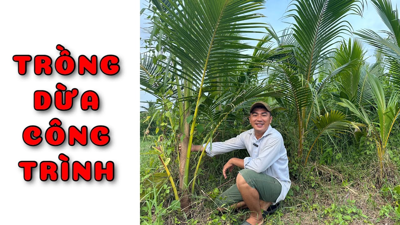 Trồng Dừa Lấy Củ Hủ Gallery 1