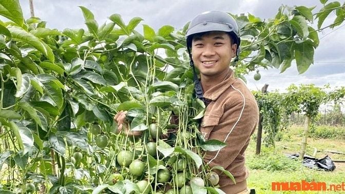 Cần tìm người trông coi trang trại Gallery 2