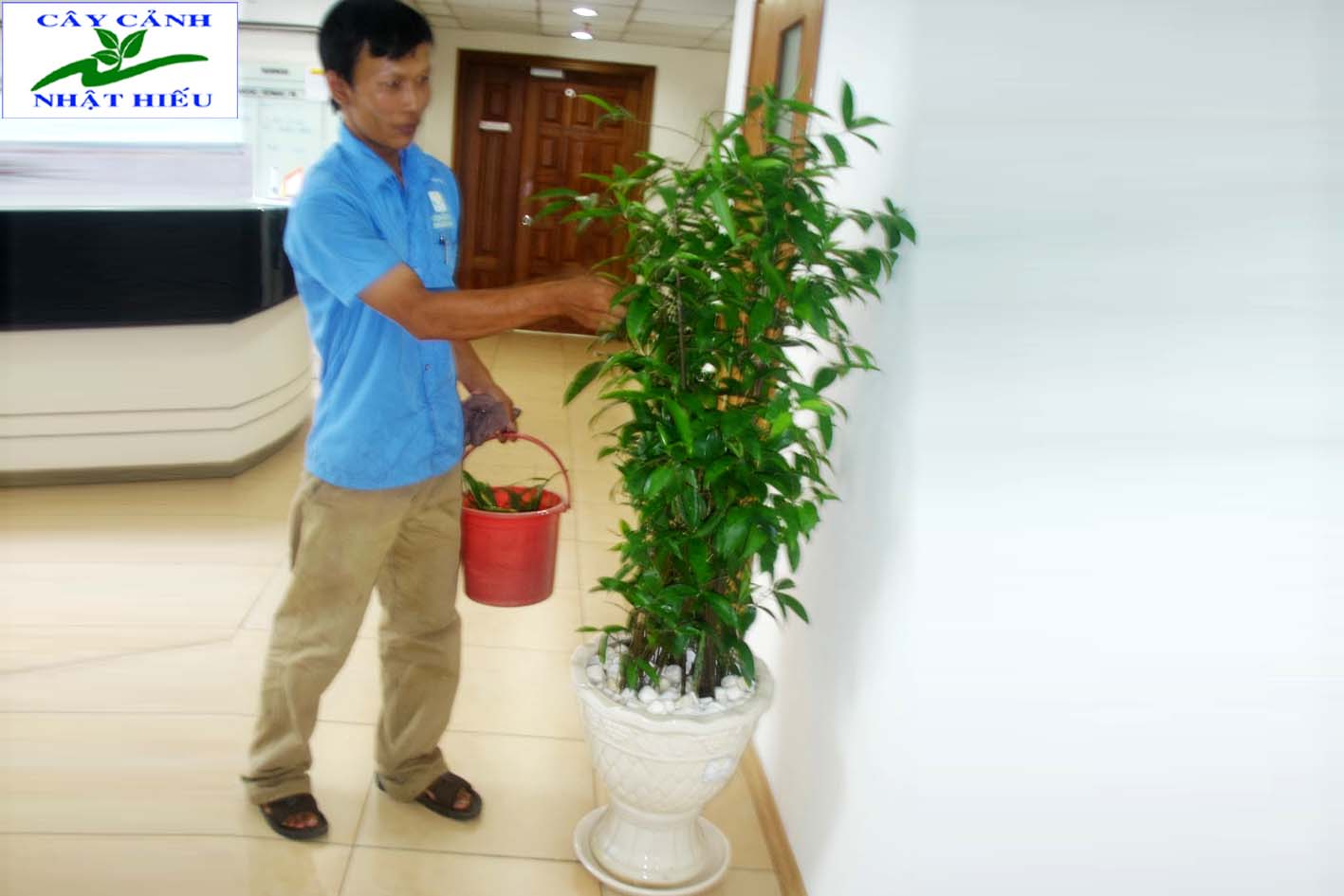 Tuyển Dụng Nhân Viên Cắt Tỉa Cây Cảnh Gallery 2