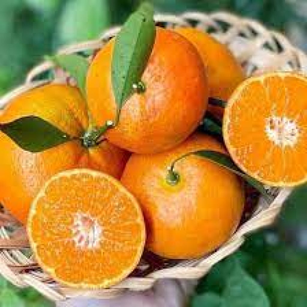 Quýt Đường Ôn Châu - Đặc Sản Ngọt Ngào Từ Phố Biển