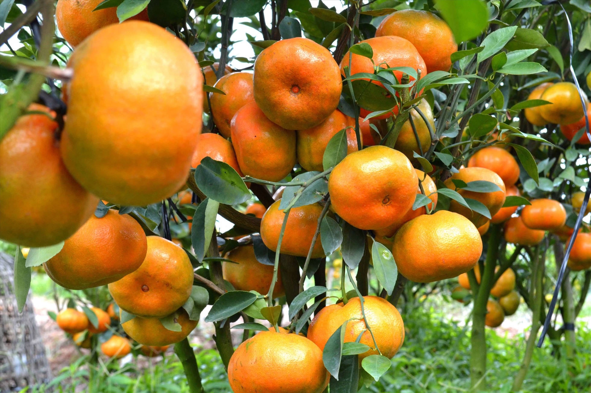 Quýt Hồng Lai Vung - Đặc Sản Trái Cây Nổi Tiếng Đồng Bằng Sông Cửu Long