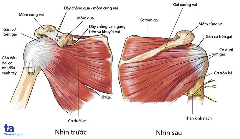 Rách Gân Cơ Trên Vai