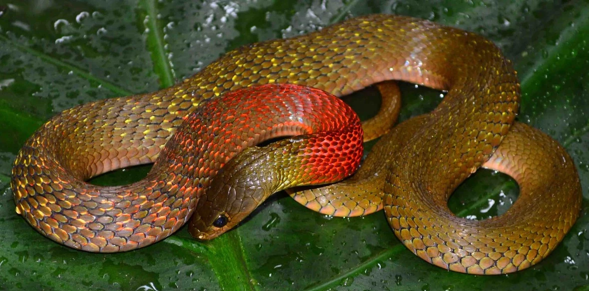 Rắn có cổ màu đỏ