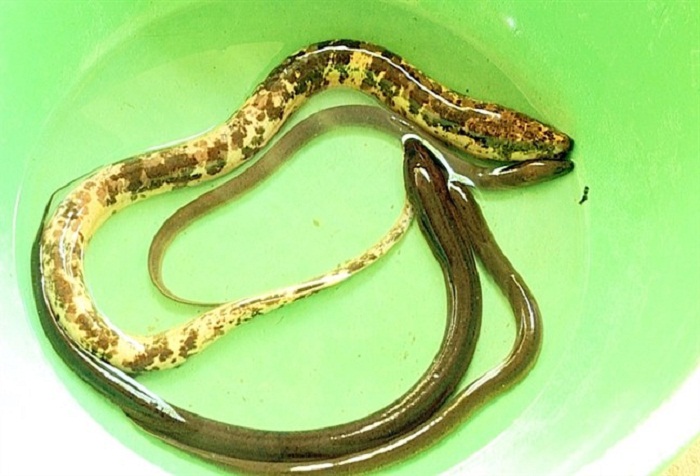 Rắn Giả Lươn