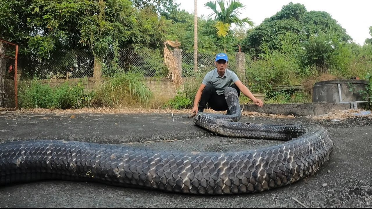 Rắn Hổ Mang Khổng Lồ