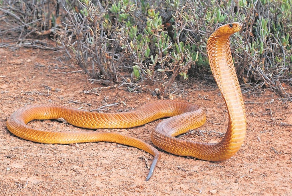Rắn Hổ Mang Màu Vàng