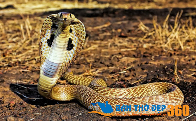 Rắn Hổ Mang Số Mấy?