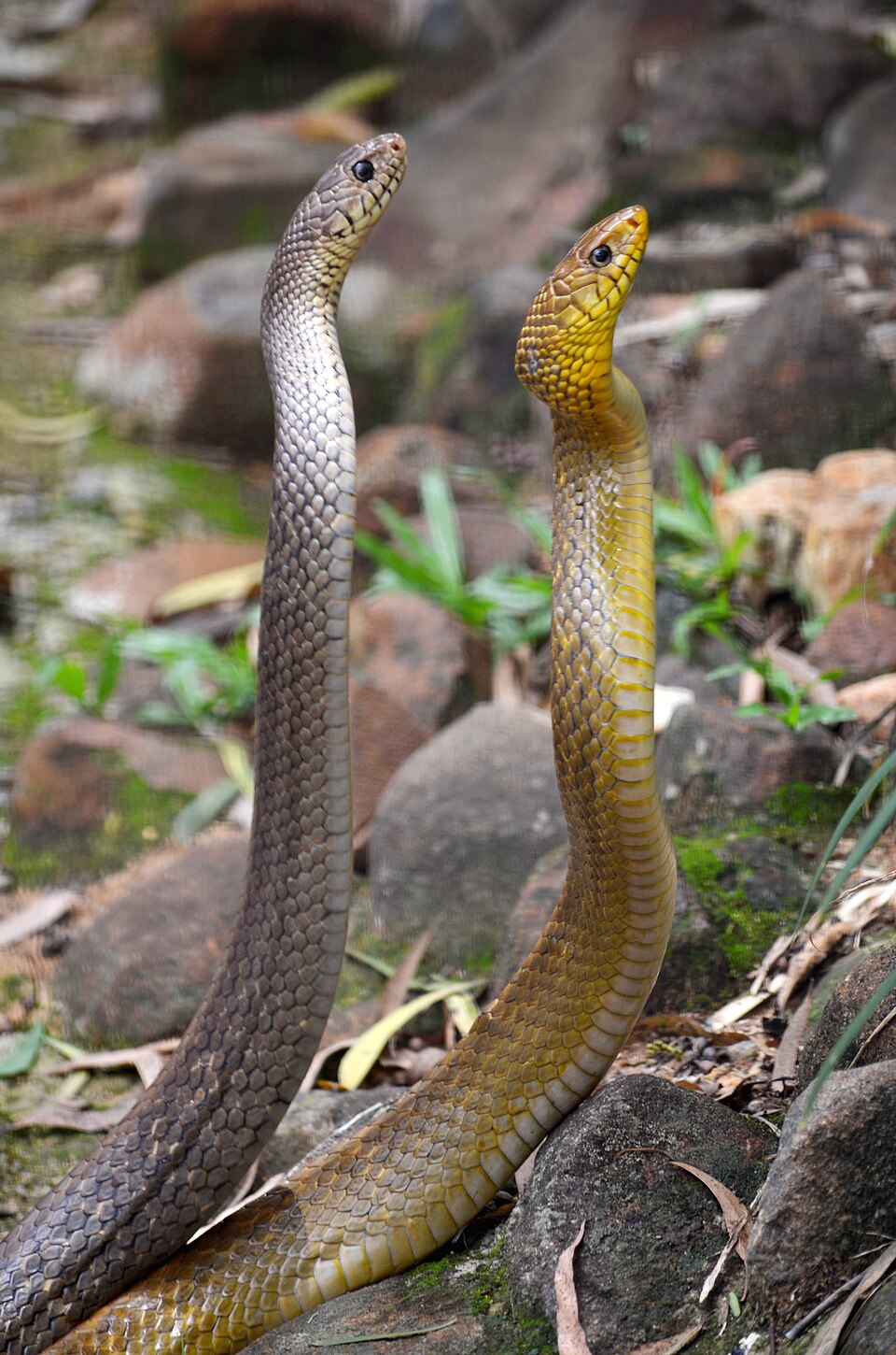 Rắn Hổ Mang Trâu