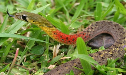 Rắn Khăn Quàng Đỏ