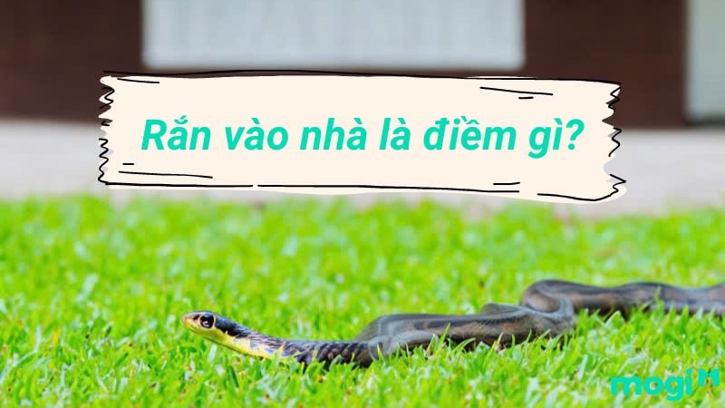 Rắn nước vào nhà có điềm gì?