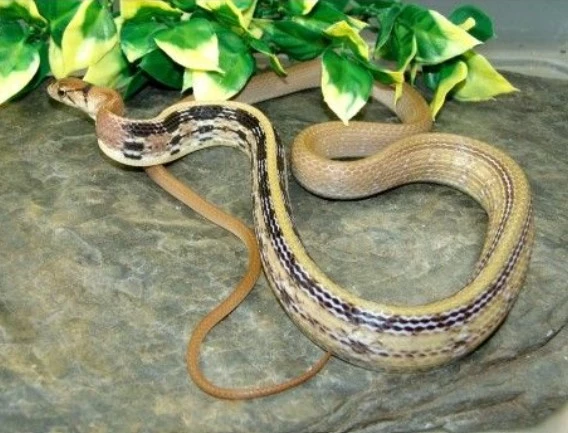 Rắn Sọc Dưa Vàng