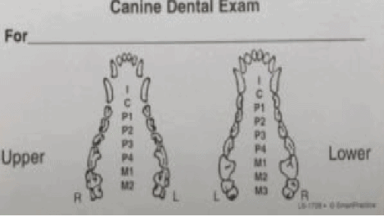 Chó có bao nhiêu cái răng?