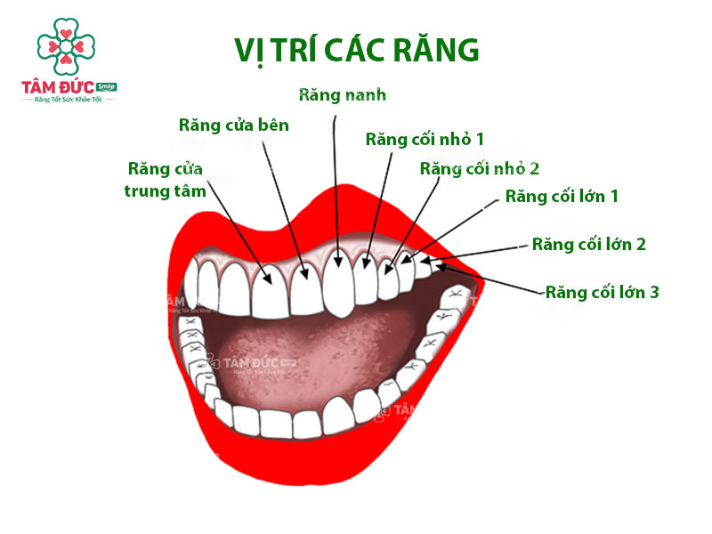 Răng nanh là răng số mấy?