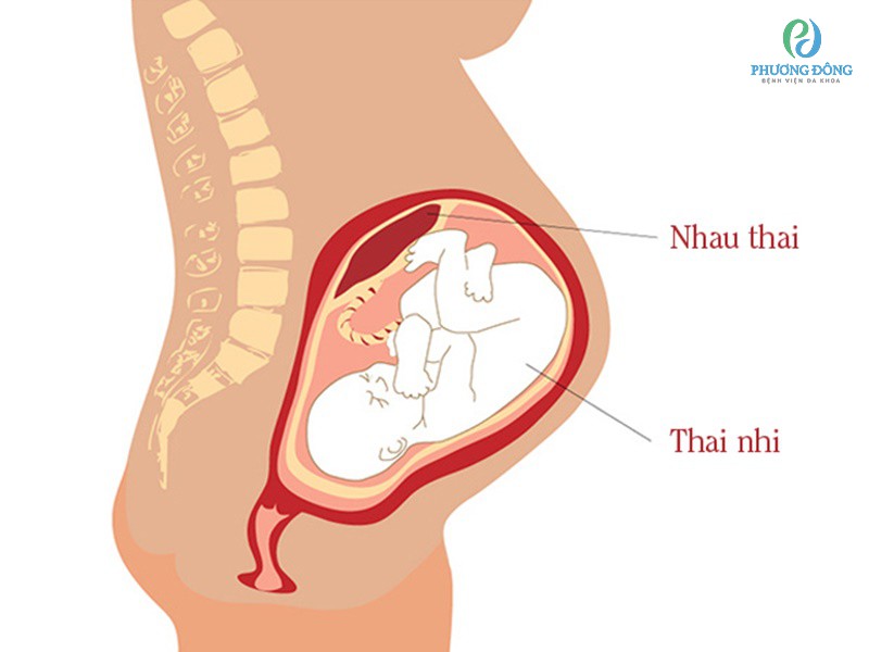 Rau bám rộng là tốt hay xấu? Gallery 2