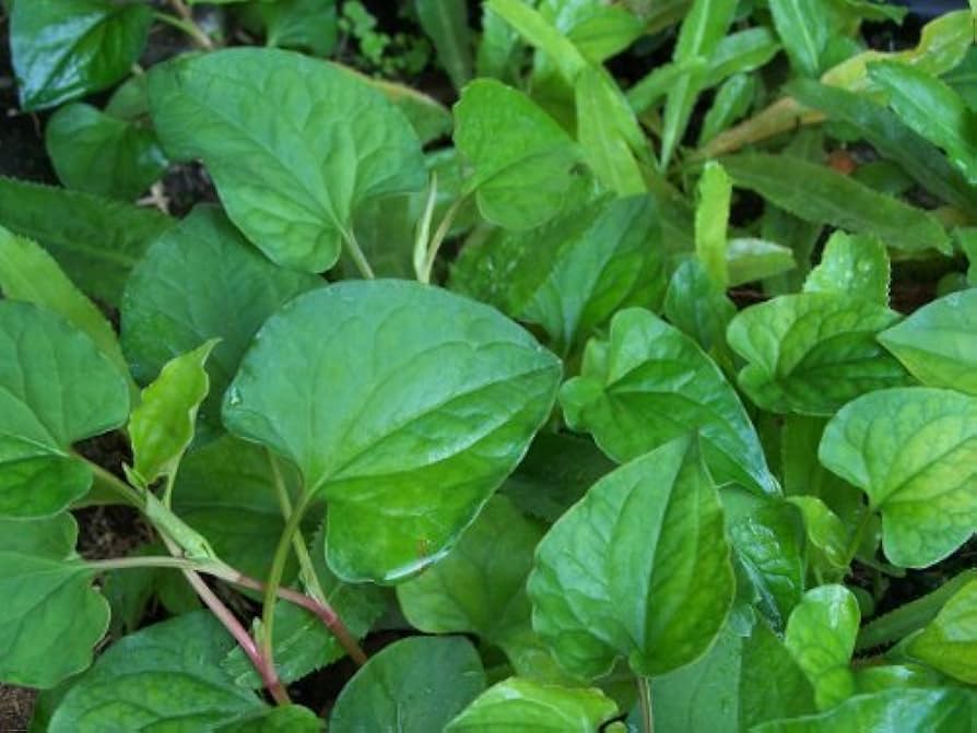 Dap Ca: A Delicious Vietnamese Water Spinach Dish