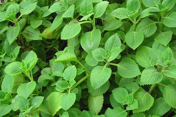 Rau Húng Chanh Có Tác Dụng Gì?