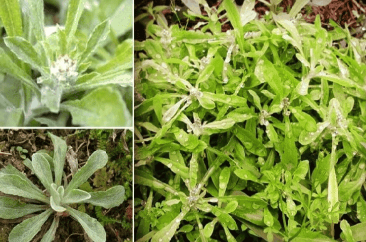 What is Vietnamese Mugwort in English? Gallery 2