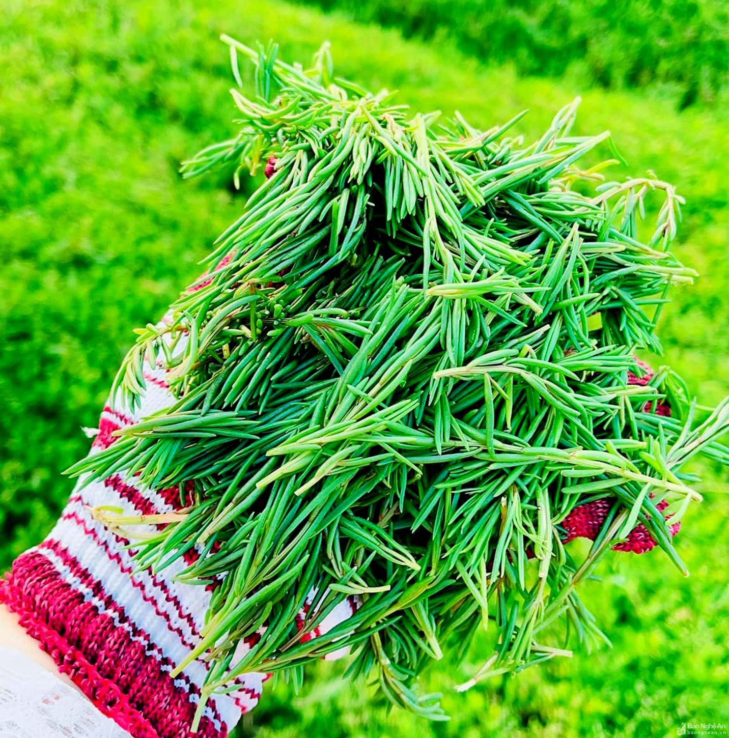 Rau Nhót Nghệ An: Đặc Sản Xứ Nghệ