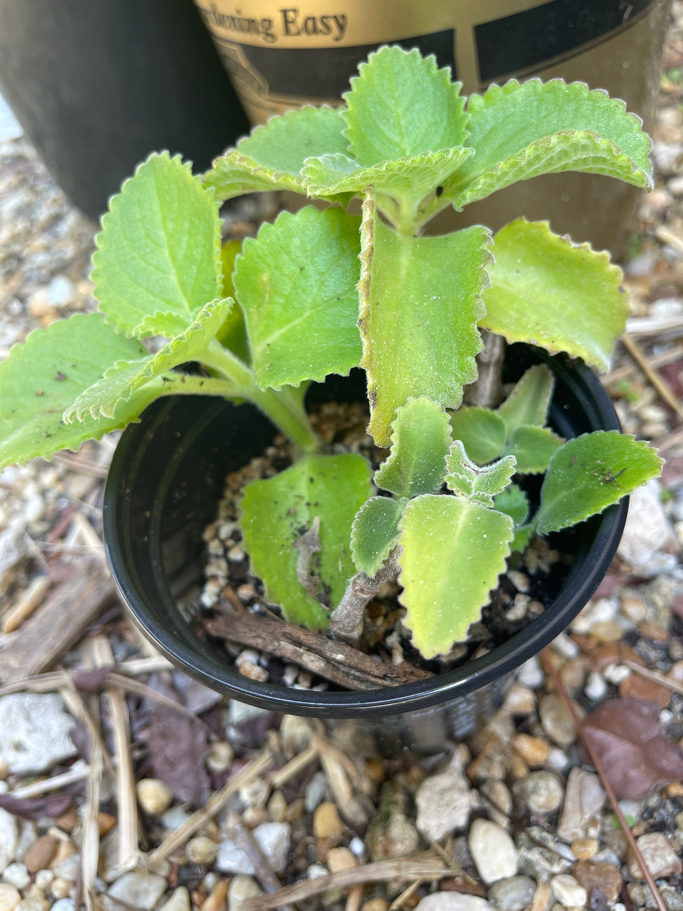 Thick-Leaved Vietnamese Coriander