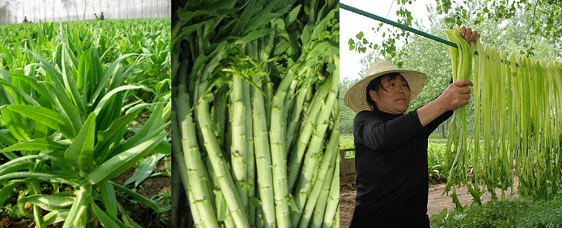 What is Tien Vua Vegetable in English? Gallery 2
