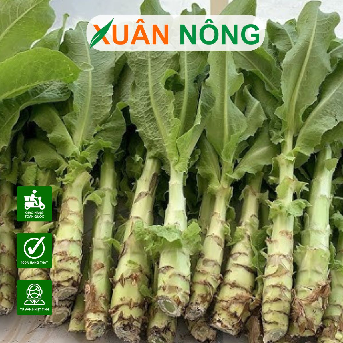 Rau Tiến Vua Xuất Xứ Ở Đâu?