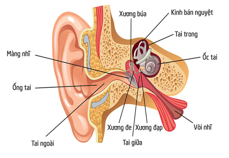 Ráy tai từ đâu mà có?
