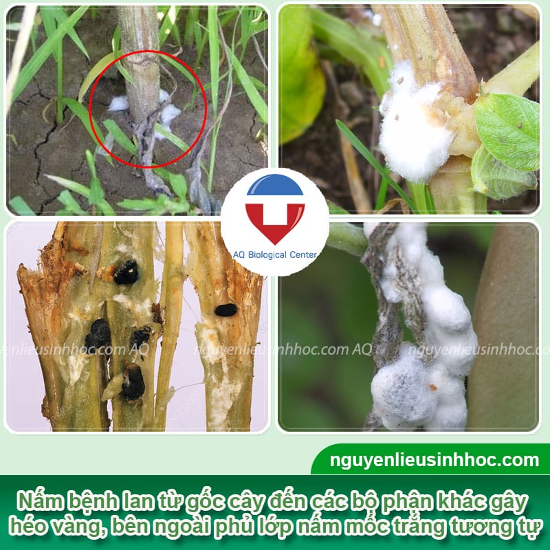 Rễ cây bị nấm trắng: Nguyên nhân, cách phòng trừ và khắc phục