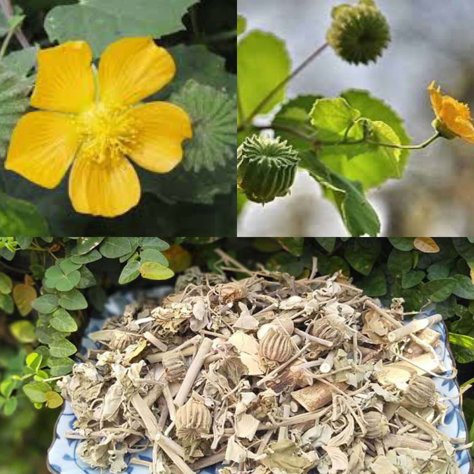 Rễ cây cối xay có tác dụng gì?