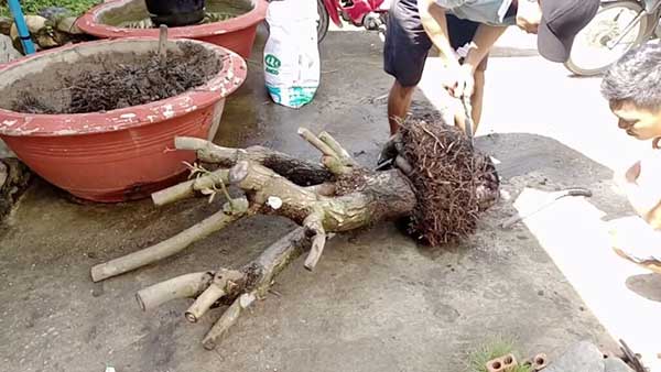 Rễ Cây Lộc Vừng
