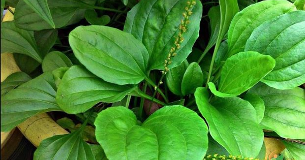 Rễ cây mã đề có tác dụng gì? Gallery 2