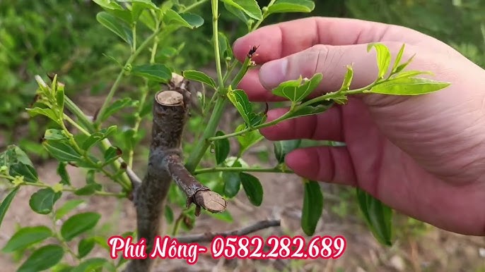 Rễ Cây Táo Tàu