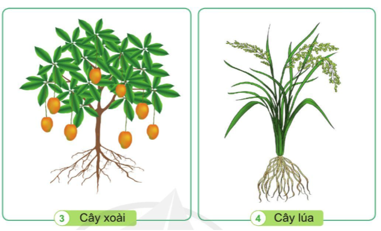 Rễ cây xoài là rễ gì?