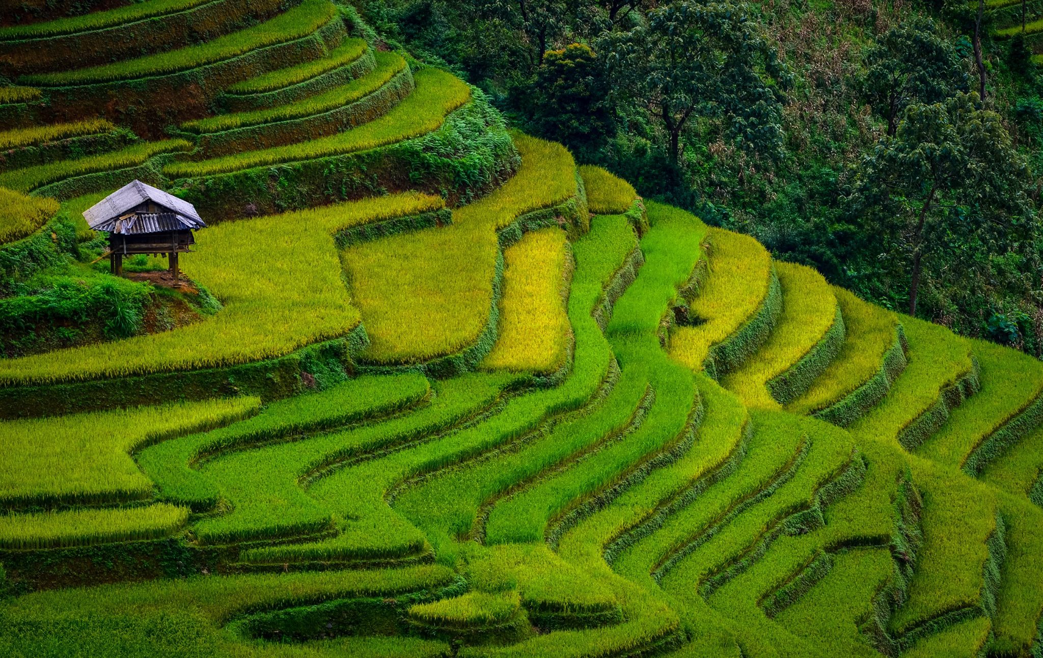 Rẻo Cao Là Gì? Tìm Hiểu Chi Tiết Về Loại Cây Này
