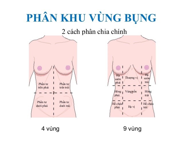 Rốn nối với bộ phận nào?
