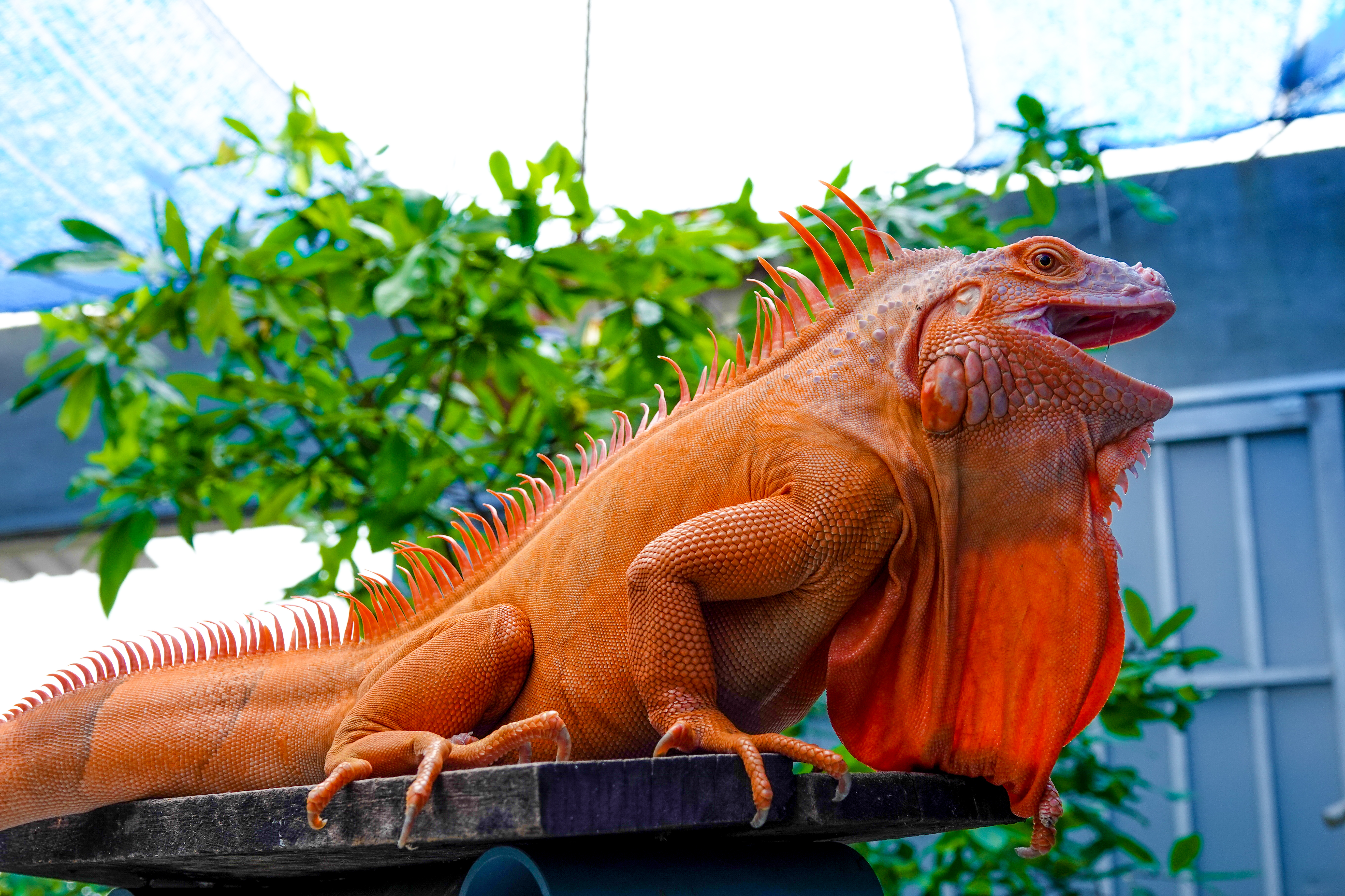Rồng Đất Nam Mỹ