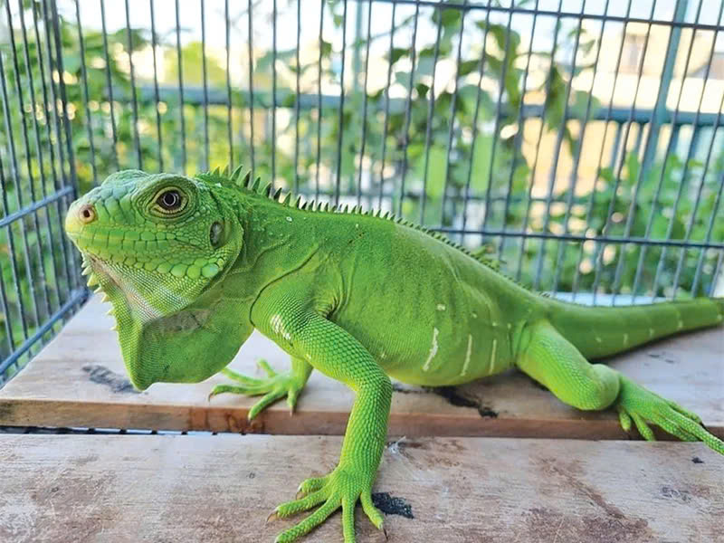 Rồng Nam Mỹ Ăn Gì?