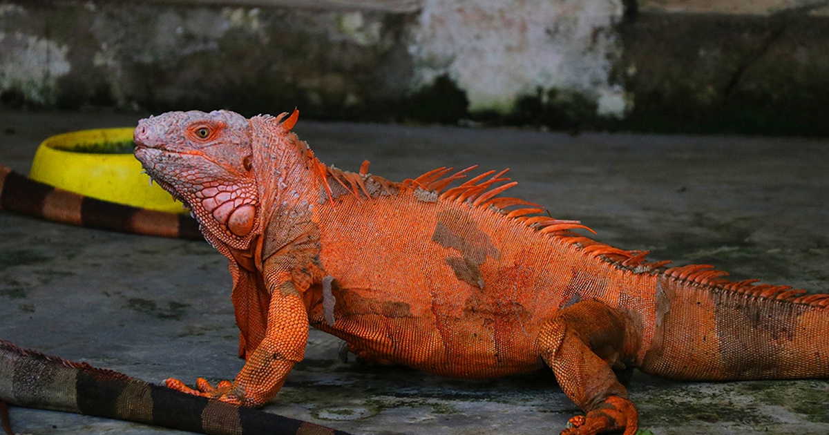 Các Loại Rồng Nam Mỹ Gallery 1
