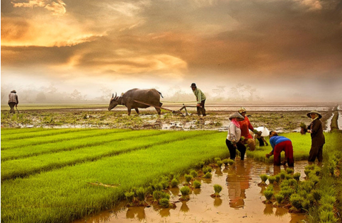 Rủ Nhau Đi Cấy Đi Cày