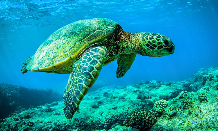 Sea Turtles: A Comprehensive Guide