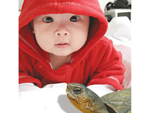 Rùa có cắn không?