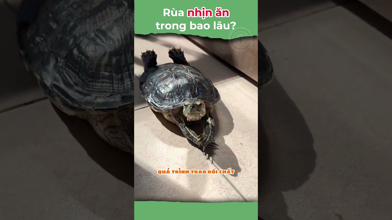 Rùa nhịn ăn được bao lâu?